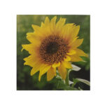 Sementi mellifere di girasole striato