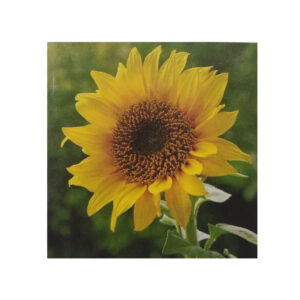 Sementi mellifere di girasole striato