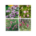 Sementi mellifere miscuglio apistico zago mix