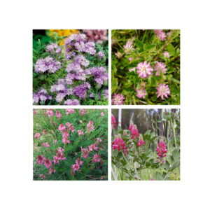 Sementi mellifere miscuglio apistico zago mix