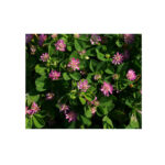 Semi di Trifoglio resupinato